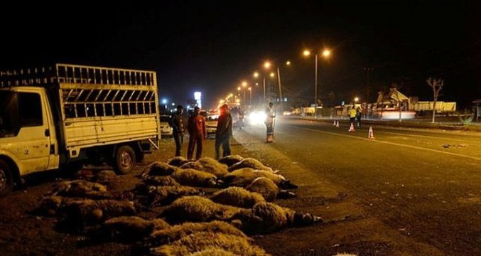 Otomobil koyun sürüsüne çarptı: 70 koyun telef oldu