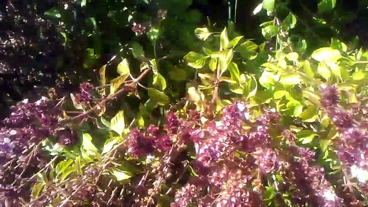 Fesleğen reyhan nane bitkisi otunun yaprakları çayının faydaları İskit yagi nedir nane yağı faydası