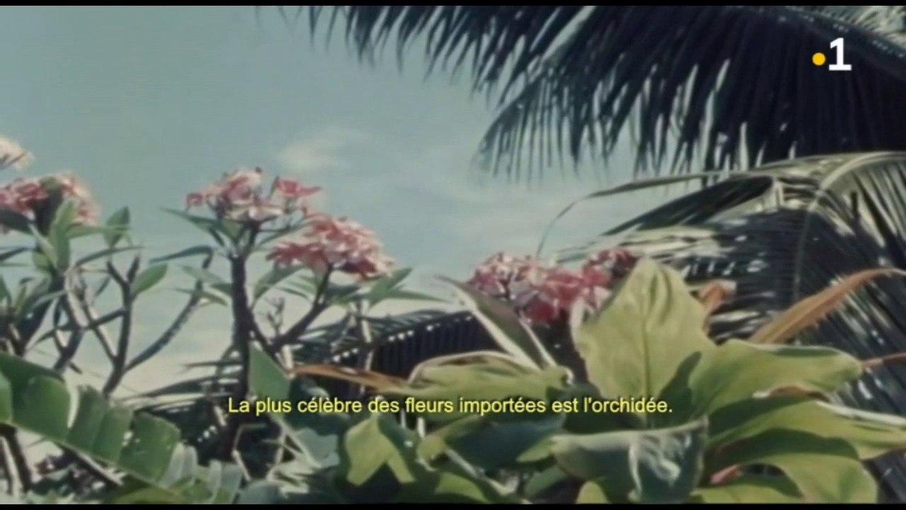 HEHEU - Le fleurs