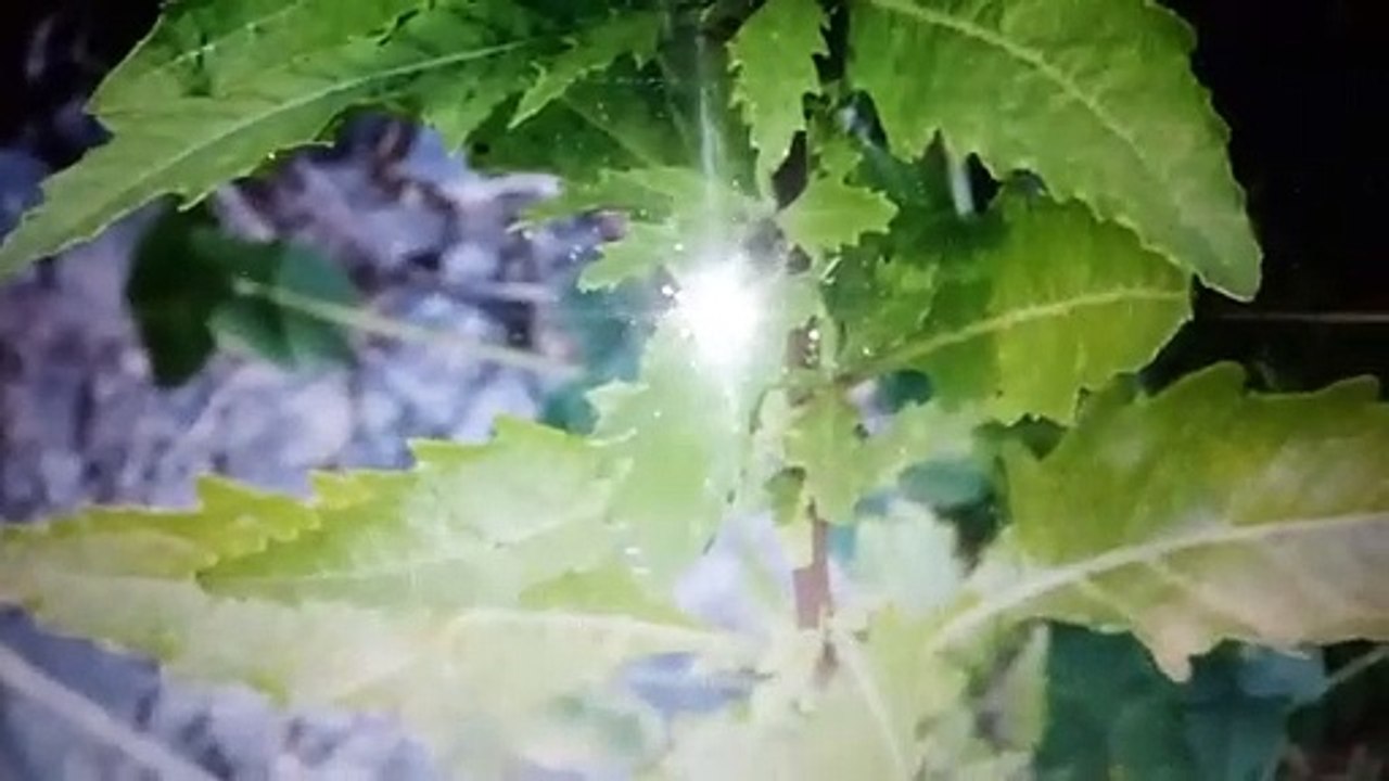 Dolor de Articulaciones los Indigenas usan la Planta Epazote
