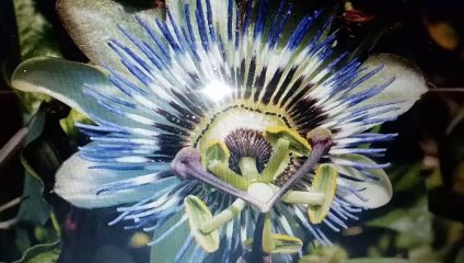 Herbolaria Indigena Prohibido consumir Flor de Planta Pasiflora