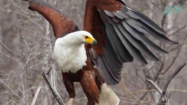 Đại Bàng Cá Châu Phi Sát Thủ Săn Mồi Trên Mặt Nước
