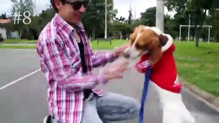 TOP 10 COISAS PARA ANIMAIS NA ALIEXPRESS