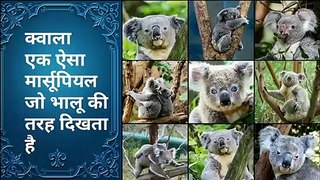 Koala a marsupial looks like bear by discovery24 network