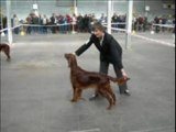 Expo canine Chalons en champagne