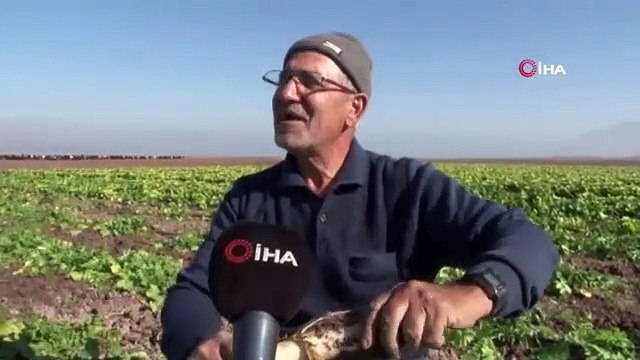 Su çekildi, nehir kenarında tarım başladı