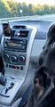 Dog Sings Along Adorably in Car Along With Owner