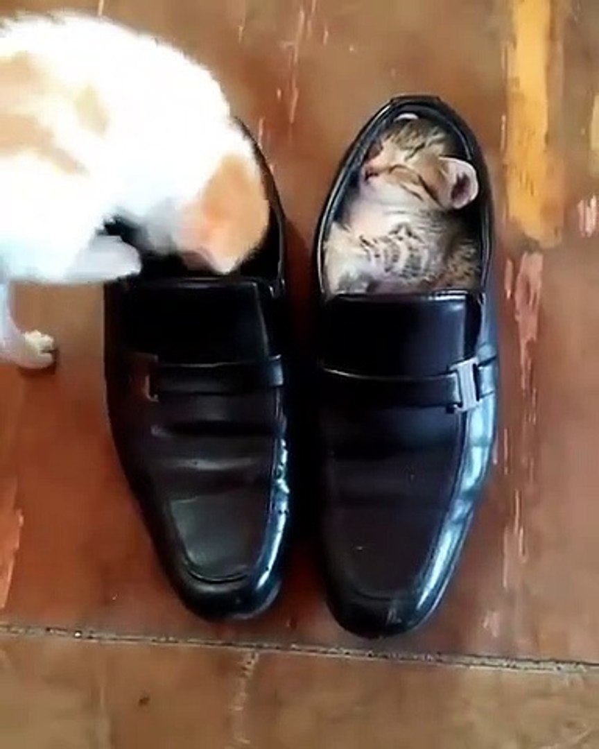 Ce Chaton A Tout Fait Pour Entrer Dans Cette Chaussure Ce N Est Pas Sa Pointure Peut Etre Video Dailymotion