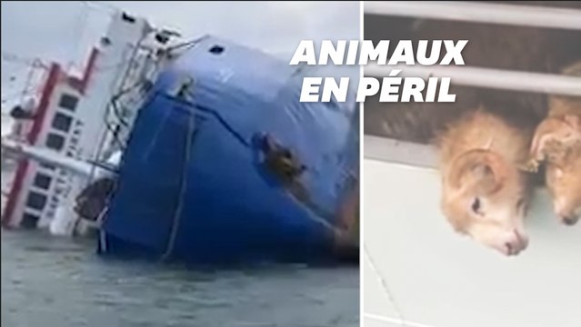 Un bateau s'échoue en mer noire avec 14.000 moutons bloqués à son bord