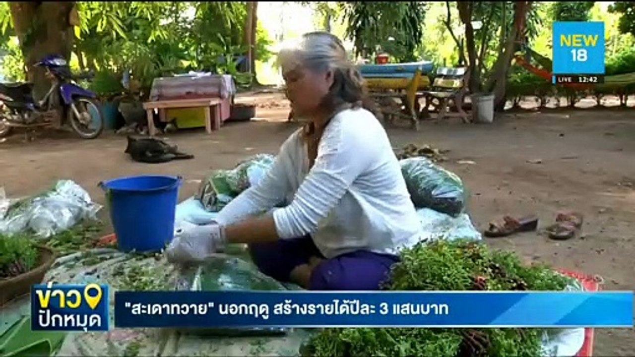 "สะเดาทวาย" นอกฤดู สร้างรายได้ปีละ 3 แสนบาท | NEW18