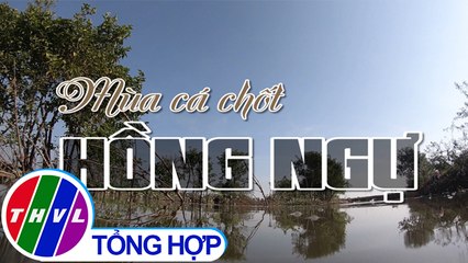 Nhịp sống đồng bằng: Mùa cá chốt Hồng Ngự