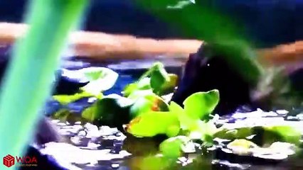 CROCODILE VS SNAKE VS DUCK   Crocodile Tries To Rescue The Duck From Snake Hunting