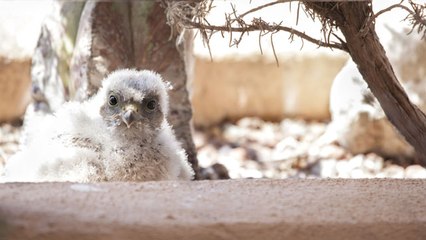 Conocemos Grefa, un centro que rehabilita fauna autóctona