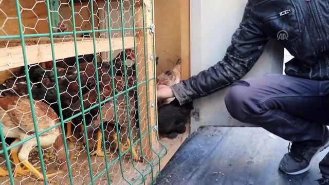 Komşular şikayet edince kümesi kamyonete kurdu - ELAZIĞ