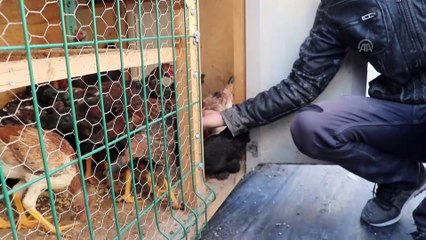 Komşular şikayet edince kümesi kamyonete kurdu - ELAZIĞ