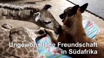 Kuschelalarm: Waisengiraffe und Wachhund sind beste Freunde