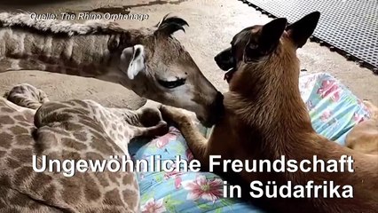 Kuschelalarm: Waisengiraffe und Wachhund sind beste Freunde