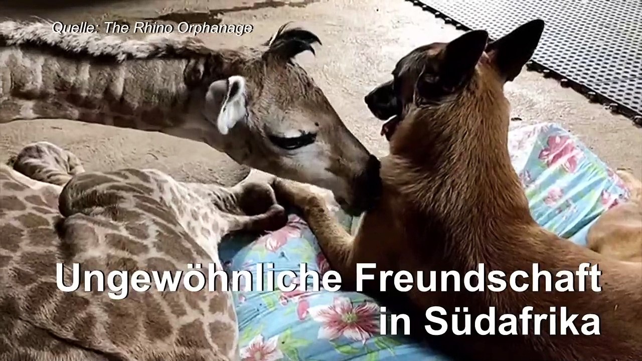 Kuschelalarm: Waisengiraffe und Wachhund sind beste Freunde