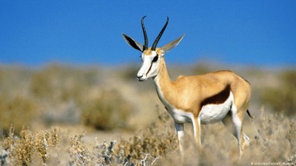 لماذا تختلف أشكال قرون الحيوانات؟