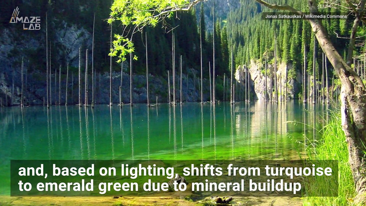 Enchanted Forest of Ghost Trees Rise Up Out of Kazakhstan Lake