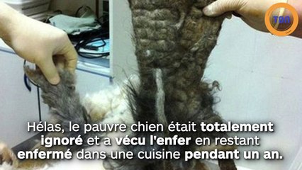 Ignoré et enfermé pendant un an dans une cuisine, un pauvre chien n'arrivait plus à respirer ni à marcher