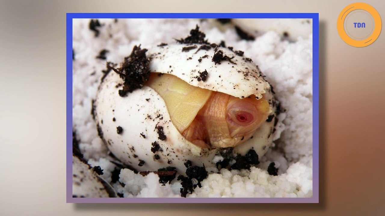 Spectaculaire ! Ces tortues albinos prennent l’apparence de petits dragons