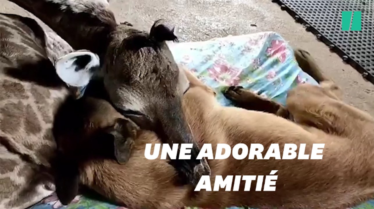 Un girafon et un chien se lient d'amitié et deviennent inséparables.