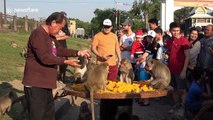Wild monkeys treated to annual 'birthday party' buffet in Thailand