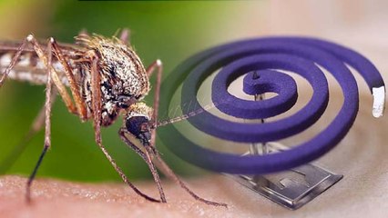 मच्छरों को मारने वाला क्वाइल ले रहा है आपकी भी जान | A coil is more dangerous than 100 cigarettes