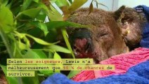 Que devient le koala sauvé des flammes en Australie ?