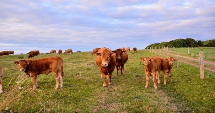 L'odeur de son troupeau de vaches importunait ses voisins, il est condamné à leur verser 8 000 euros