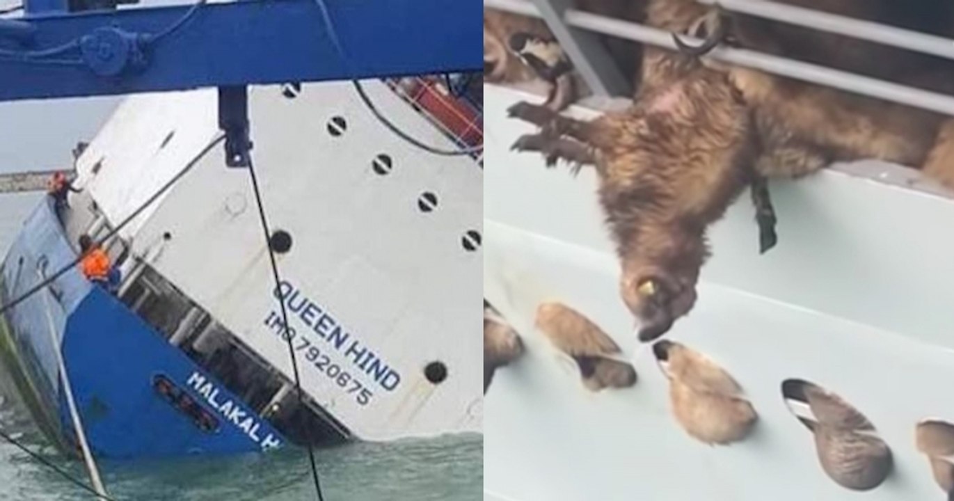 Au large de la Roumanie, un cargo transportant du bétail a chaviré, les 14 000 moutons pris au piège