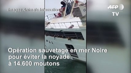 Navire chaviré en mer Noire: 14.600 moutons risquent la noyade