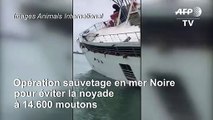 Navire chaviré en mer Noire: 14.600 moutons risquent la noyade