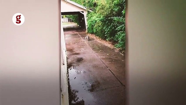 Köpek yağmurda ıslanan sahipsiz kediyi evine götürdü