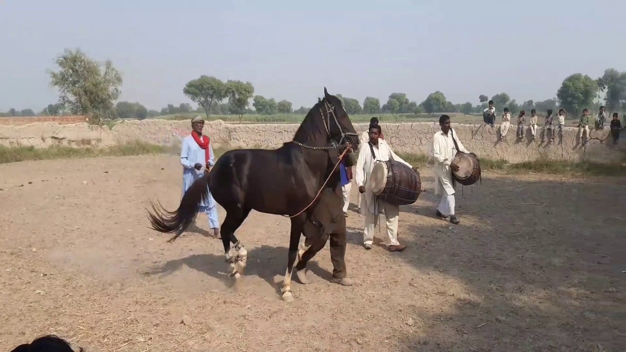 Horse Dance