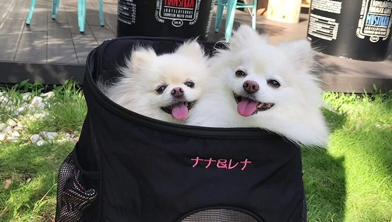 Cute Dogs