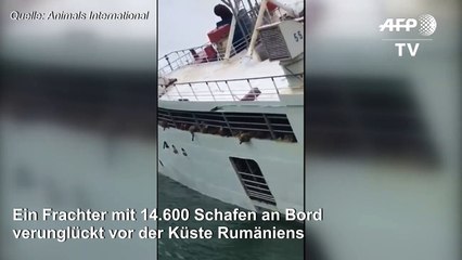 Schiff mit fast 15.000 Schafen gekentert