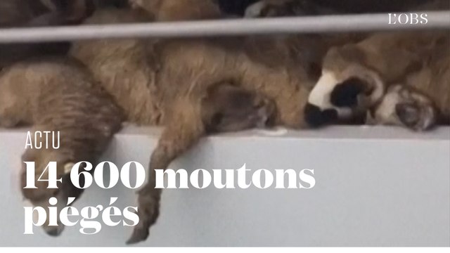 En Roumanie, 14 600 moutons piégés dans un navire qui a chaviré
