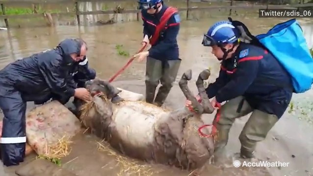 Donkey rescued after torrential rain triggers flooding