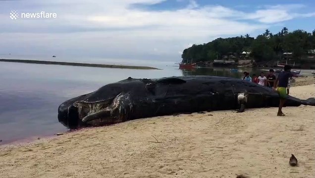Beachgoers find 40ft long sperm whale washed up in the Philippines