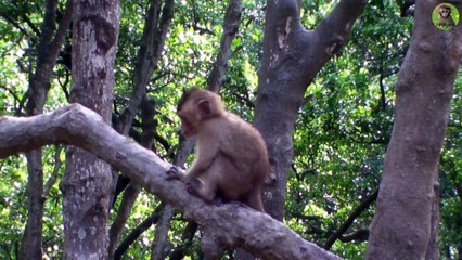 Wild Cute Baby Monkey - The Best Monkey Videos 2019 #5