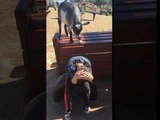 Goat Tries to Eat Hair of Kid Trying to Pet Them