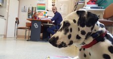 Cette adorable dalmatienne est une « chienne pédagogique », recrutée par un collège pour accompagner les élèves