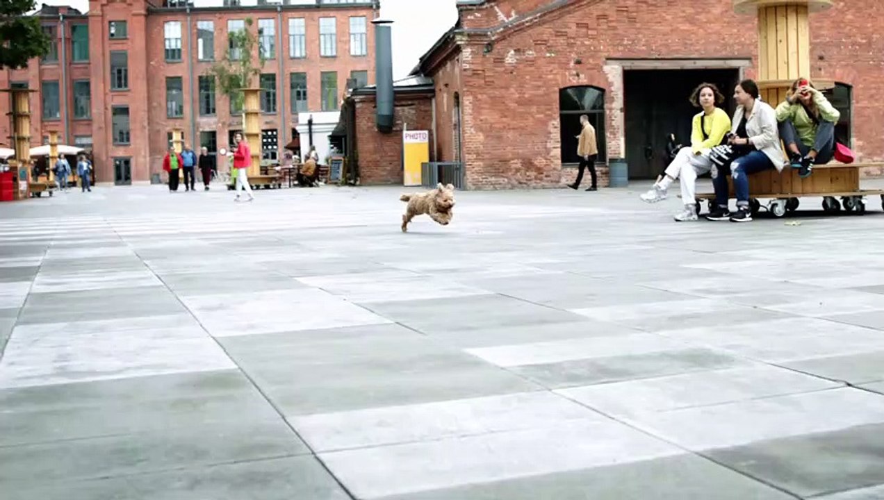 Dog
