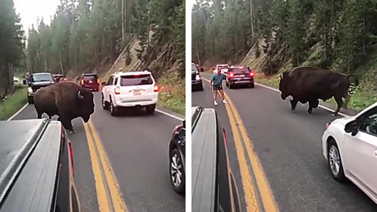 Un homme pas très malin sort de sa voiture pour aller déloger un bison qui bloque la route