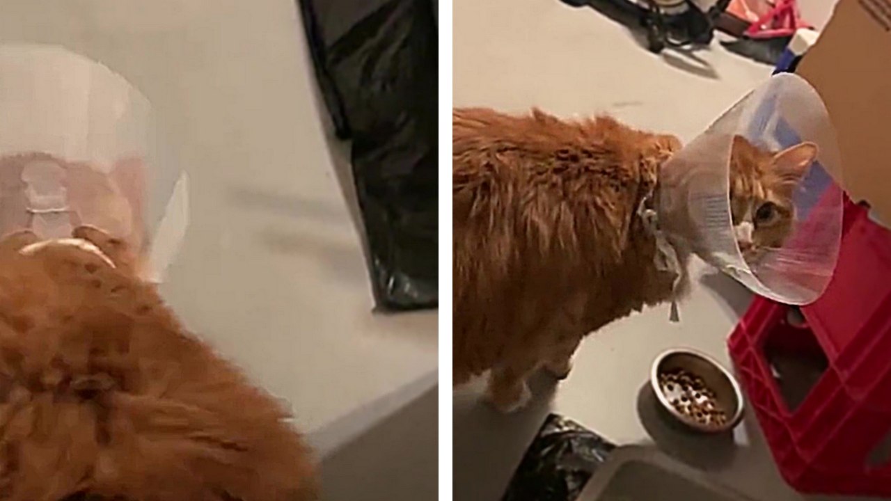 Avez-vous déjà vu..? Un chat avec la queue rasée