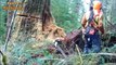 Amazing Skill Felling Cutting Big Tree Tubo Whit Large Chainsaw Blade in The Forest