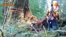 Amazing Skill Felling Cutting Big Tree Tubo Whit Large Chainsaw Blade in The Forest