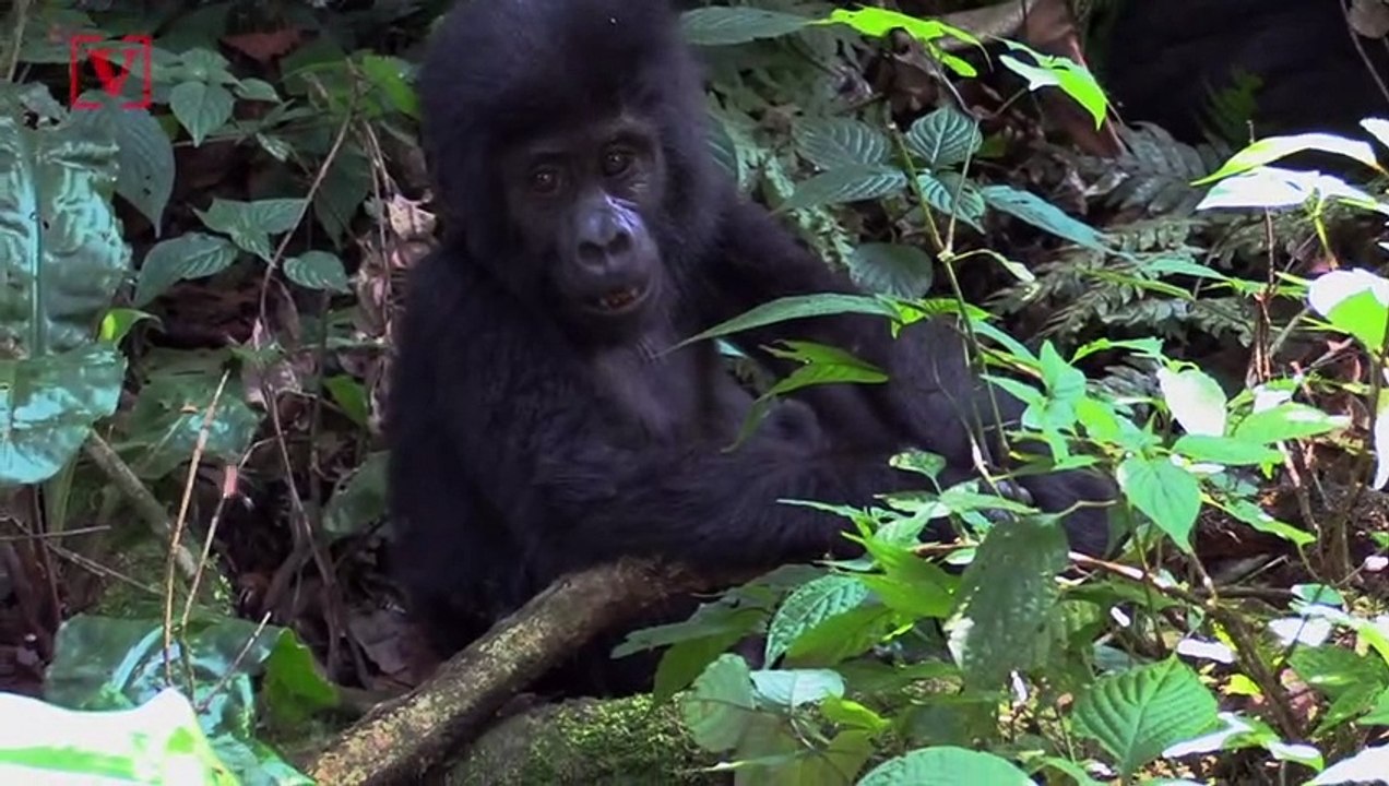 African Conservationist Help Bring Back Threatened Wildlife